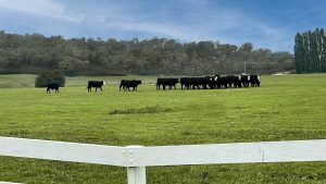 Mayfield Country Estate - The Mayfield Homestead