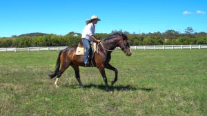 Explore the natural wonders of Mayfield on horseback