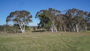 Mayfield Country Estate Braidwood